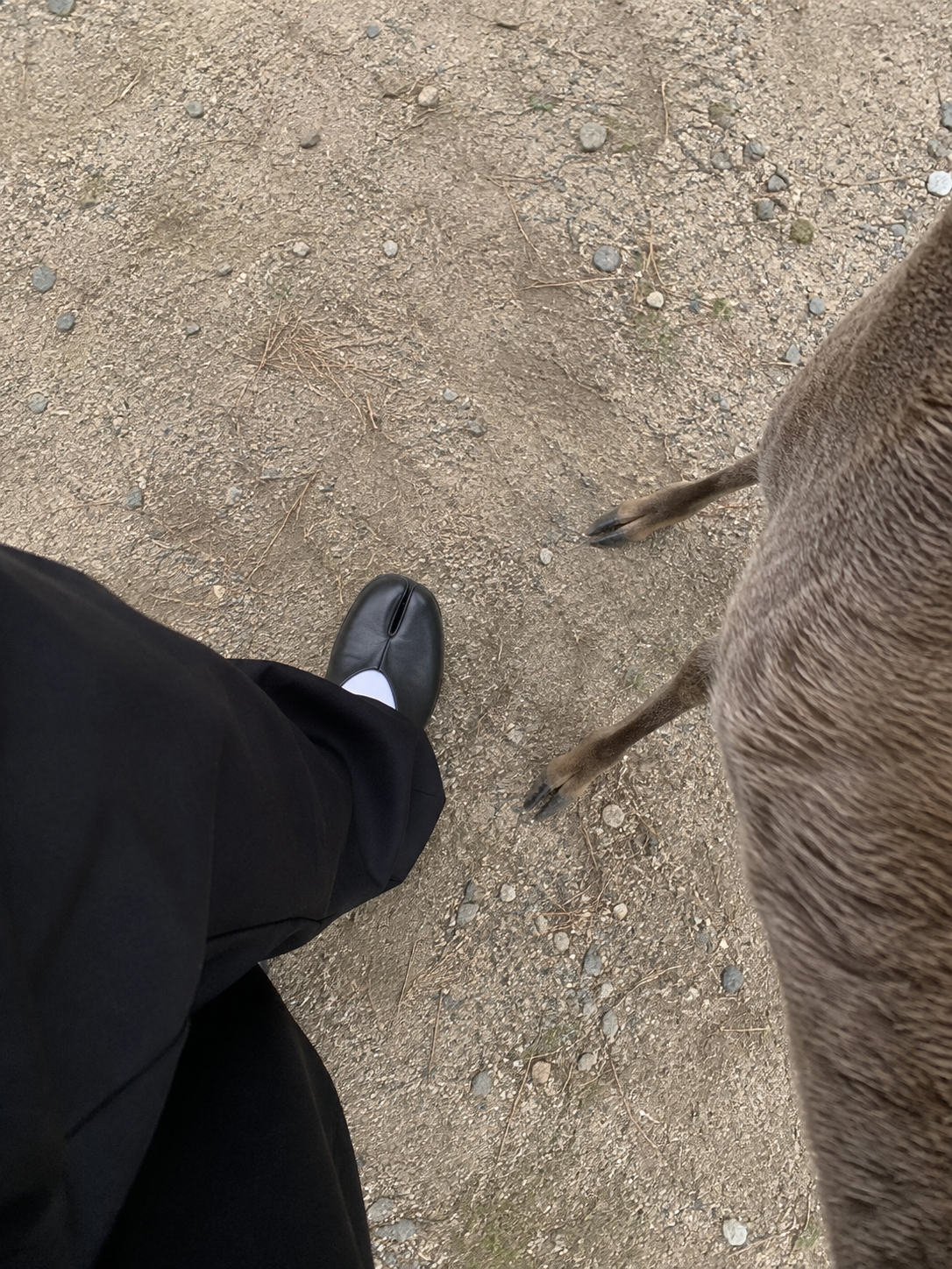 Looking down at black split-toe tabi shoes on a dusty path next to a deer's legs
